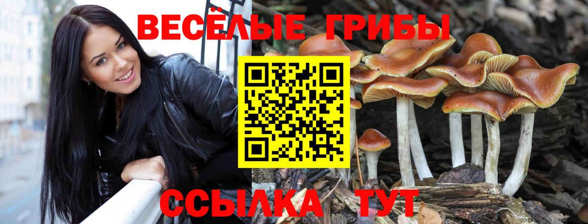 Псилоцибиновые грибы Cubensis  Галлюциногенные грибы прущие грибы  Вход с VPN  Назрань 